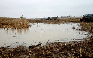 W gminie Mrągowo oszacowano straty w rolnictwie. Jesienne ulewy zniszczyły uprawy na 670. hektarach